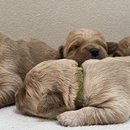 Girl 2 - female Goldendoodle puppy in Milford, Michigan from Servant Kennel