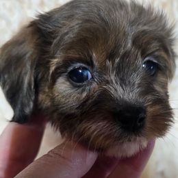 Vaughna - Merle female Cavapoo puppy in Lebanon, Kentucky from Mosaic Merle Doodles