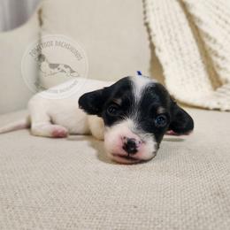Patch - Piebald male Dachshund puppy in Dighton, Massachusetts from Powerdox Dachshunds