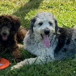 Bordoodles and Poodles from Poo's Doo's & Inu's