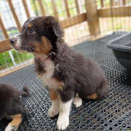 Opal (pink) - Black tri-color female Australian Shepherd puppy in Okeechobee, Florida from Rothsolid Puppies