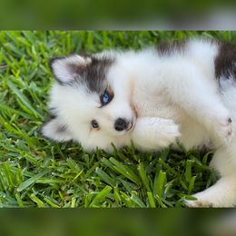 Pomsky Puppies from Under The Sea Pomskies
