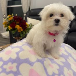 Girl 1 - White female Maltese puppy in North Port, Florida from Anastasiya's Maltese Pups