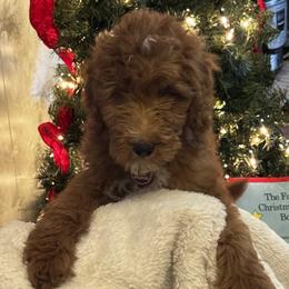 Boy 2 - Red  male Goldendoodle puppy in West Frankfort, Illinois from Griffinstead Doodles