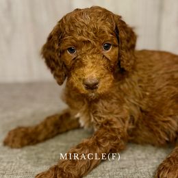 Miracle - Goldendoodle puppy from Golden Life Doodles