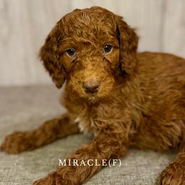 Miracle - Goldendoodle puppy from Golden Life Doodles