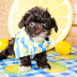 Tiny Tex - Brown male Poodle puppy in Hugo, Oklahoma from Ann R.