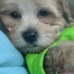 Morkies from Major Fluff