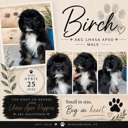 Birch - Black male Lhasa Apso puppy in Middleburgh, New York from Top Knotch