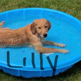 Golden Retriever All Grown Up from Nelsons Goldens