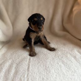 Betty - Black and tan female Airedale Terrier puppy in Thomasville, North Carolina from Beitzel Babies