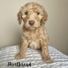 Shortbread - Apricot female Goldendoodle puppy in Taylorsville, North Carolina from Doggone Dixie Doodles