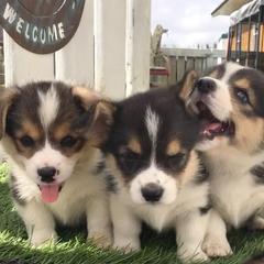 Pembroke Welsh Corgi Puppies from Willstar Canine