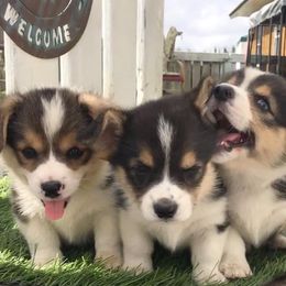 Pembroke Welsh Corgi Puppies from Willstar Canine