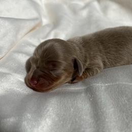 Mary Ann - Fawn (isabella) and tan female Dachshund puppy in San Diego, California from Enchantables