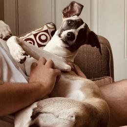 Whippet Puppies from Hertzog  Whippets