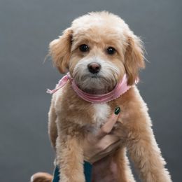 Cobie - Goldendoodle