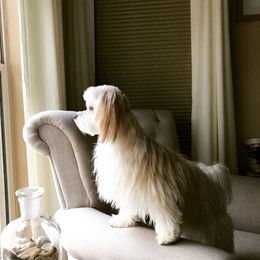 Cooper - Havanese