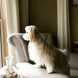 Cooper - Havanese