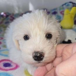 Miss Zoey - Wheaten female Miniature Schnauzer puppy in Shoshone, Idaho from Debra Kruse's Miniature Schnauzers