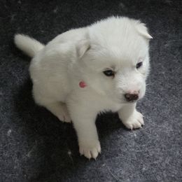 Siberian Husky Puppies from House Callihan-Walker Kennel