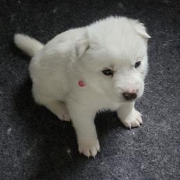Siberian Husky Puppies from House Callihan-Walker Kennel