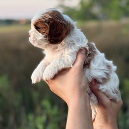 Cavalier King Charles Spaniel Puppies from Lauren Muns