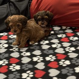Cavapoo and Maltipoo Puppies from Julie Chandler