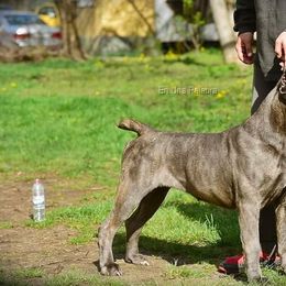 YBERRIA EN UNA PALABRA - Cane Corso