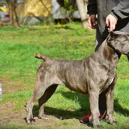 YBERRIA EN UNA PALABRA - Cane Corso