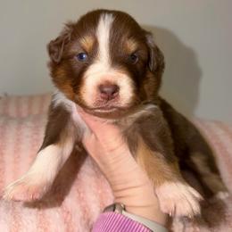 Tulip - Red tri-color female Australian Shepherd puppy in Anniston, Alabama from All Hale Aussies