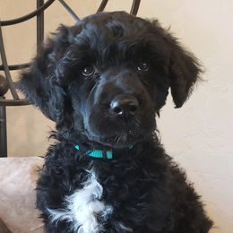 Jade - Portuguese Water Dog puppy in Rifle, Colorado from Wynsumly