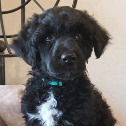 Jade - Portuguese Water Dog puppy in Rifle, Colorado from Wynsumly