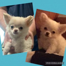 Chihuahua Puppies from TipTop Chihuahuas