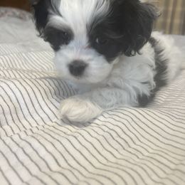 Cavalier King Charles Spaniel, Cavapoo, Maltipoo, and Poodle Puppies from Lainy's Puppies