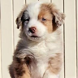 Blue Collar Boy - Red merle male Miniature American Shepherd puppy in Lexington, Kentucky from Deuce's Den