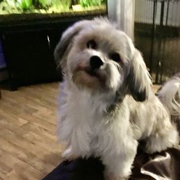 Carter - Havanese