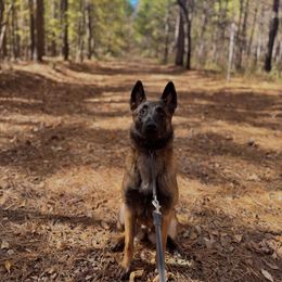 Belgian Malinois Puppies from Fromage Malinois
