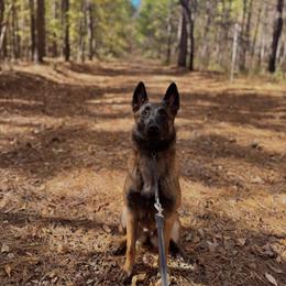 Belgian Malinois Puppies from Fromage Malinois