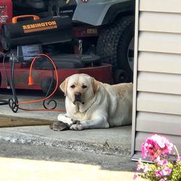 Labrador Retriever All Grown Up from Heartfelt Love Labradors