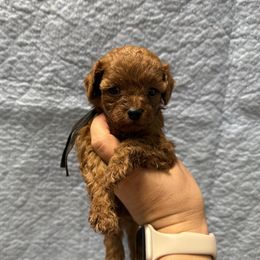 Black male - Red male Cavapoo puppy in Wesson, Mississippi from Southern Country Doodles
