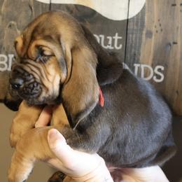 Red Collar Boy - Black and tan male Bloodhound puppy in Franklin, Indiana from K Creek Farms