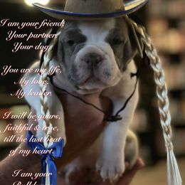 Olde English Bulldogge Puppies from Gods Of Olympus Bulldogges