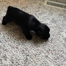 Miniature Schnauzer and Poodle Puppies from Bits & Bytes Farm
