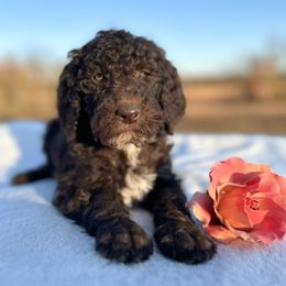 Maple - Chocolate female Goldendoodle puppy in Osage City, Kansas from Golden Ridge Goldens