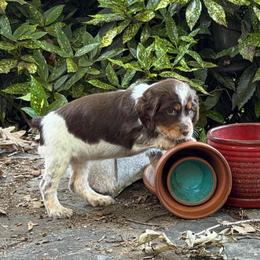 Cupcake (Penny - purple collar) - Tri-Roan female English Springer Spaniel puppy in Statesville, North Carolina from Rockin’ Slow Farms