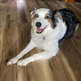 Sadie - Australian Shepherd