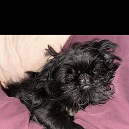 Brussels Griffon All Grown Up from Lavish Griffons