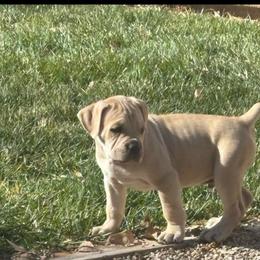 Thor (Rudolph) - Fawn male Cane Corso puppy in Utah from 3Lake Kennelz