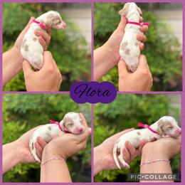 Flora - Piebald female Dachshund puppy in Wichita Falls, Texas from Long Dogs in The Falls